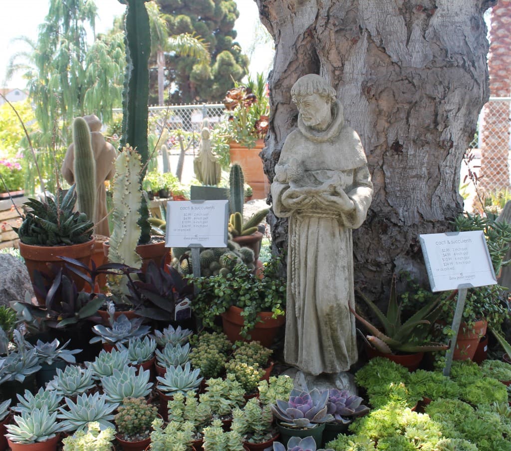 Dana Point Nursery, succulents