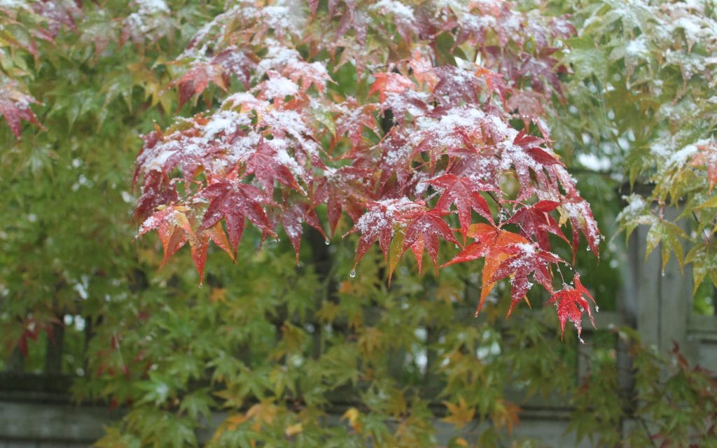 snow storm in early November, New Canaan, CT
