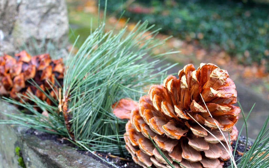 pinecones and fresh greenery in stone planters pinecones and fresh greenery in stone planters