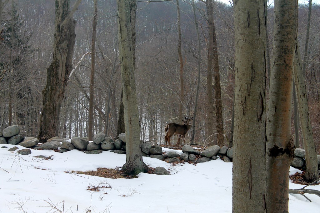 Bedford_NY