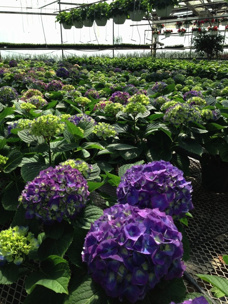 ehydrangeasas #valleyviewgreenhouses