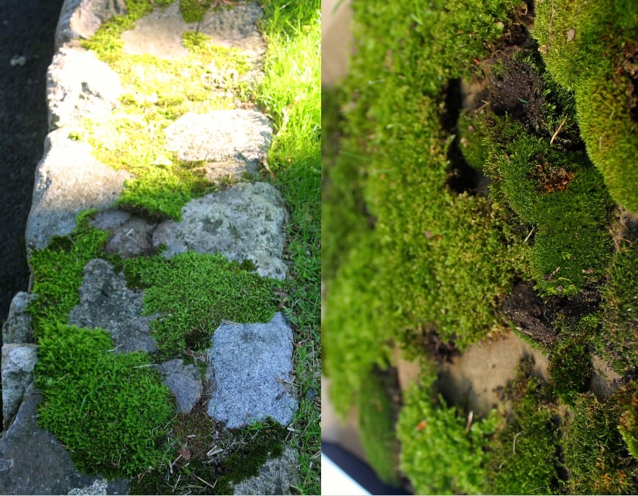 moss pots