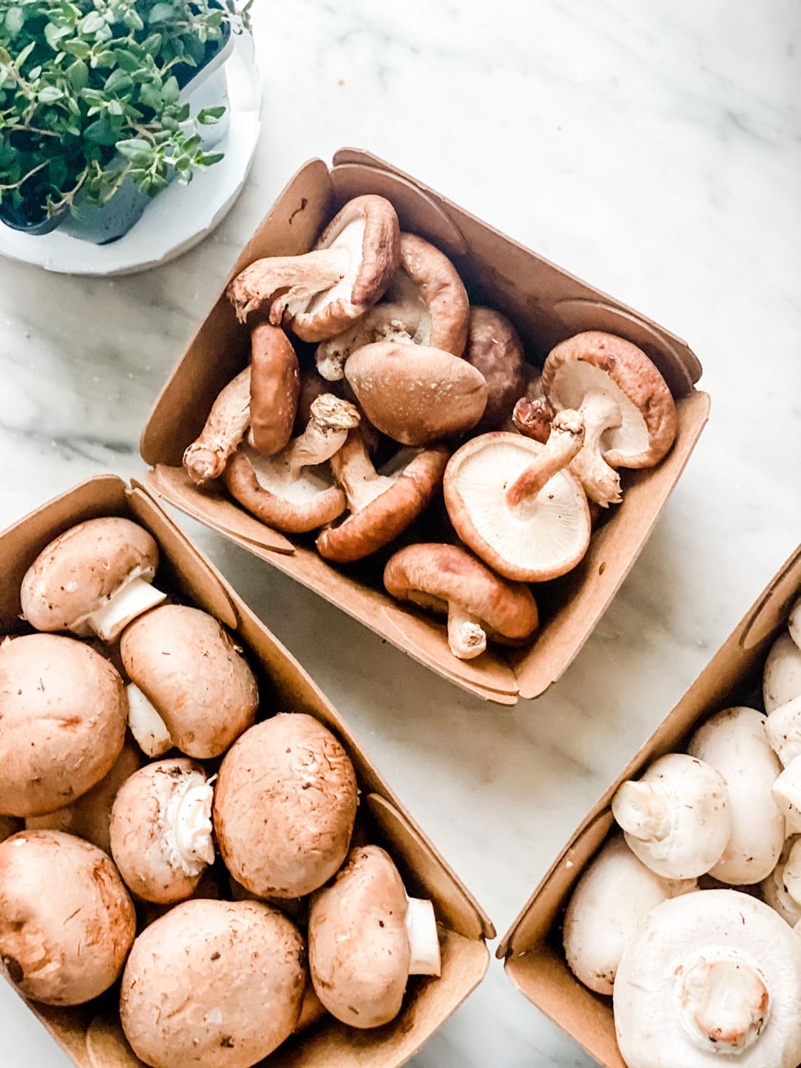 mushrooms in packages, thyme plant on marble countertop