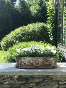 all white flowers in vintage stone planter