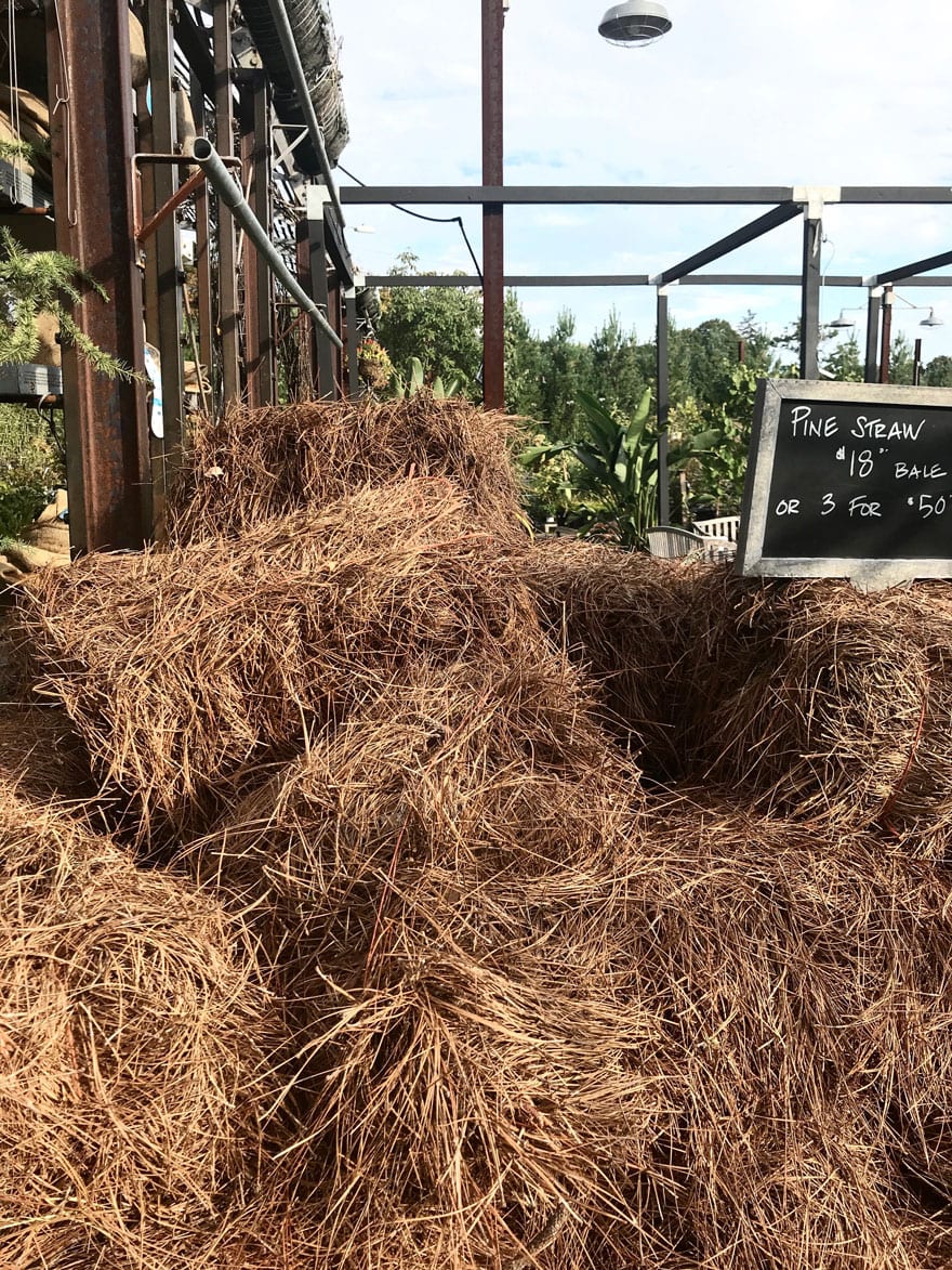 pine-straw-terrain-westport-fall