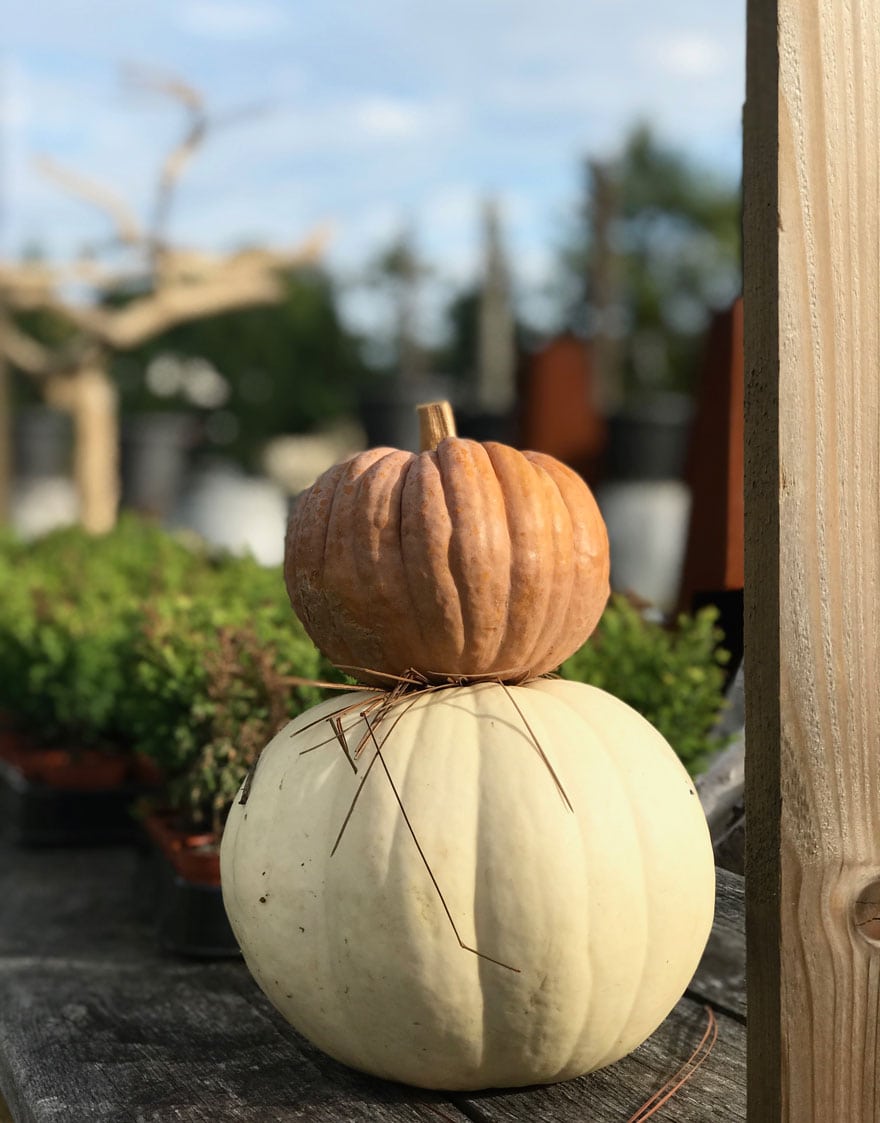 stacked-pumpkins-terrain-westport-fall-autumn-bounty
