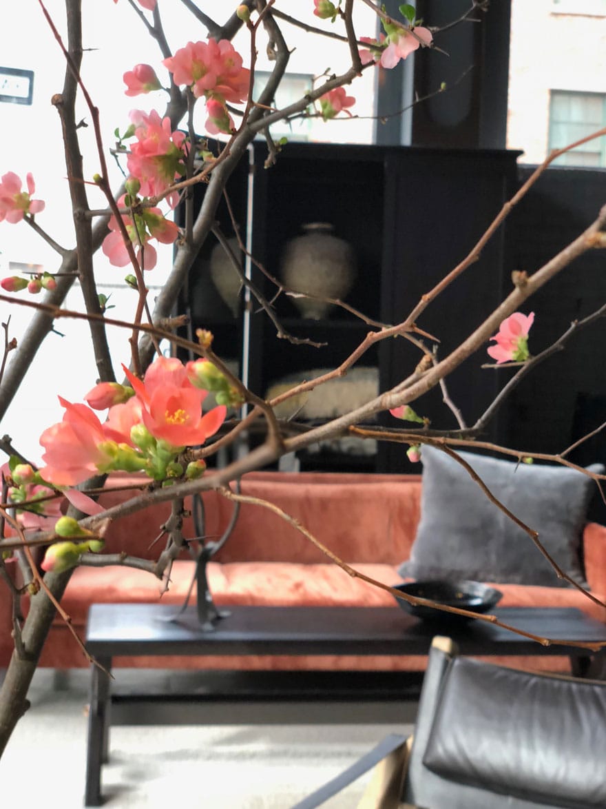 quince blooms in a room with a pink velvet sofa