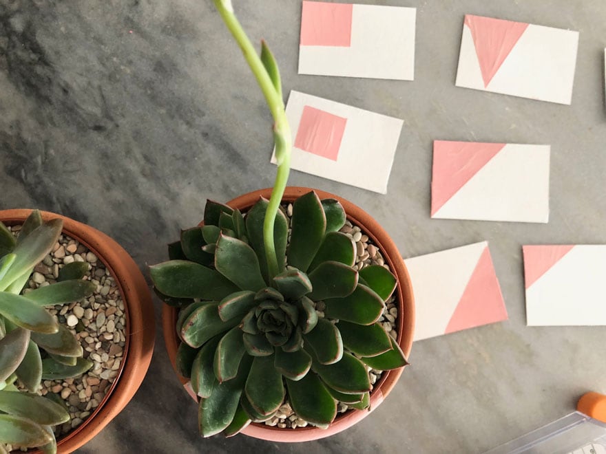succulents in pot and tags