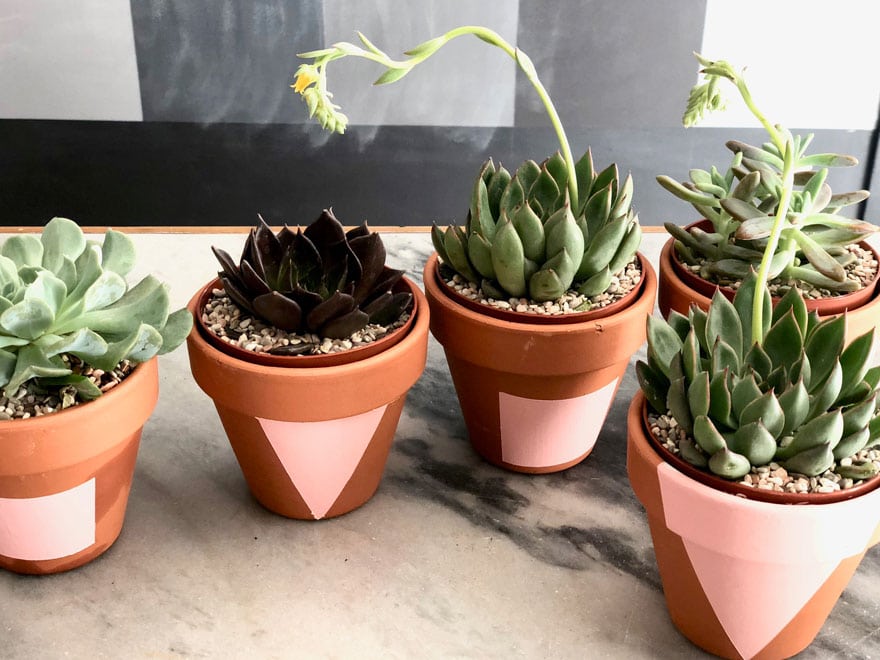 pots with succulents