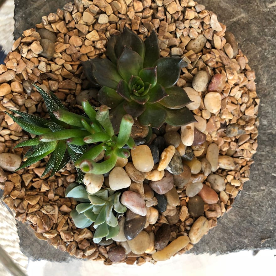 terrarium, stones, plants