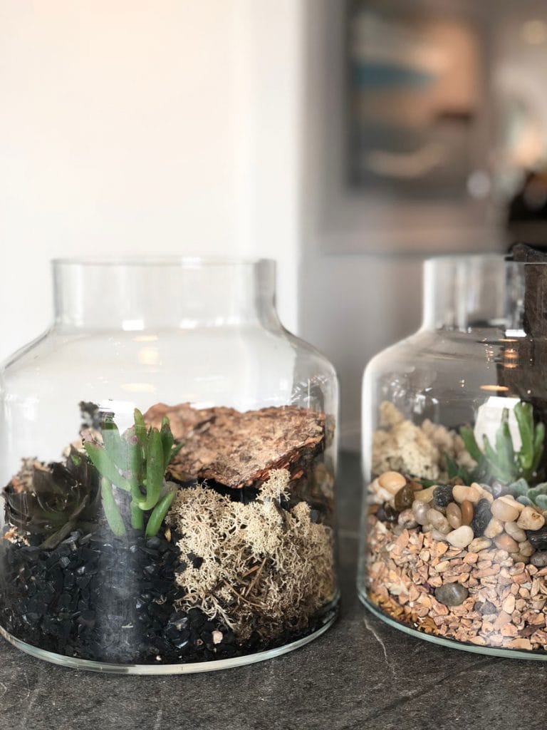 glass jar terrariums