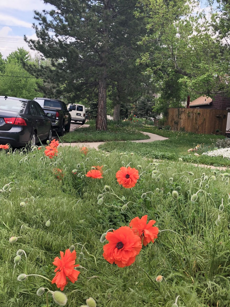 poppies and sidewalk