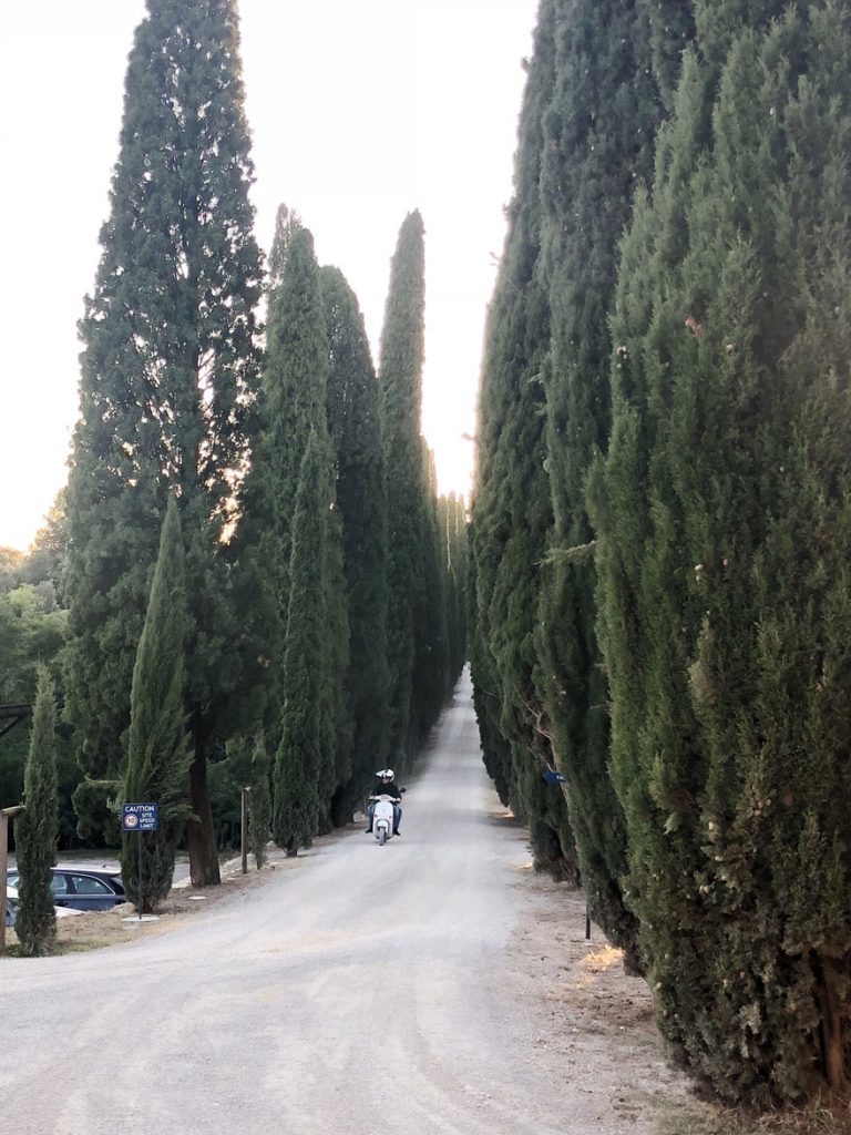 Tall cypress trees in Italy along a long driveway with a motorcycle in the distance.
