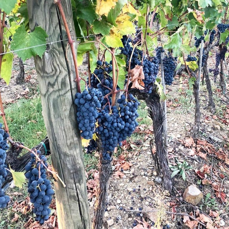 grapes vineyards in Italy