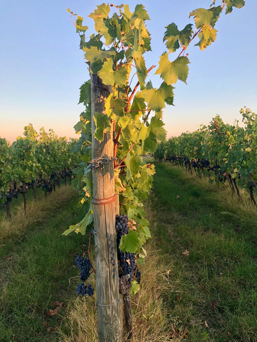 grapevines in Tuscany