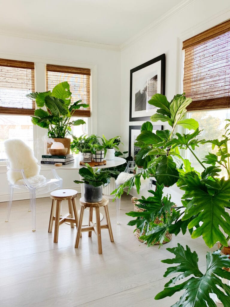 plants on floor and saarinen table, wood stools