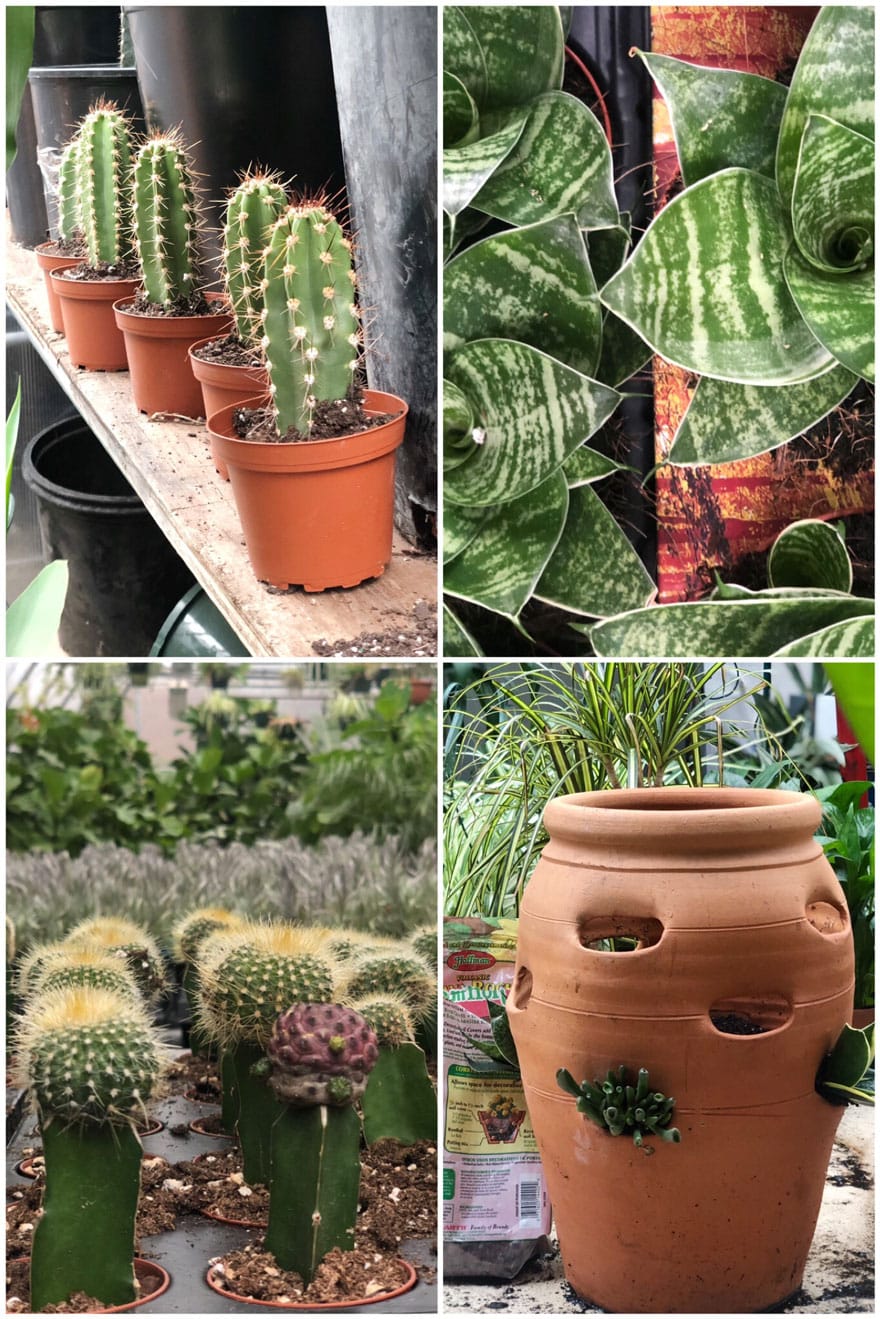strawberry pot, cactus, plants