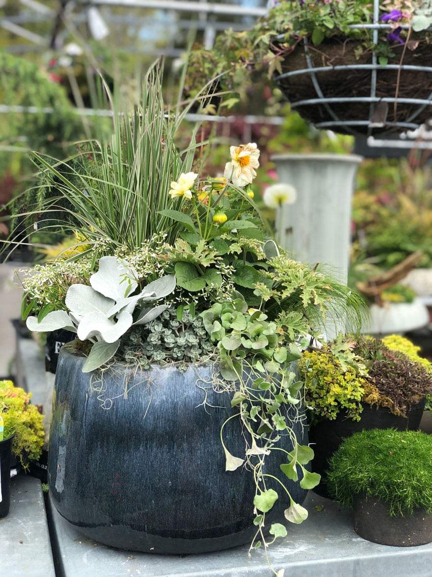 outdoor planter with grasses, flowering plant, vine