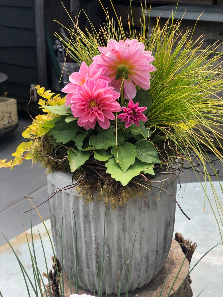 pink plant with grass and vine in planter