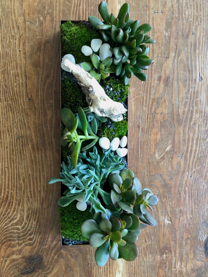 succulents, drift wood, stones, moss in tray