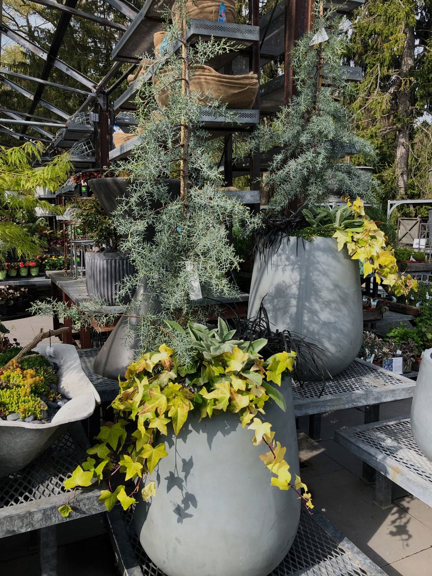 potted blue evergreen with vines