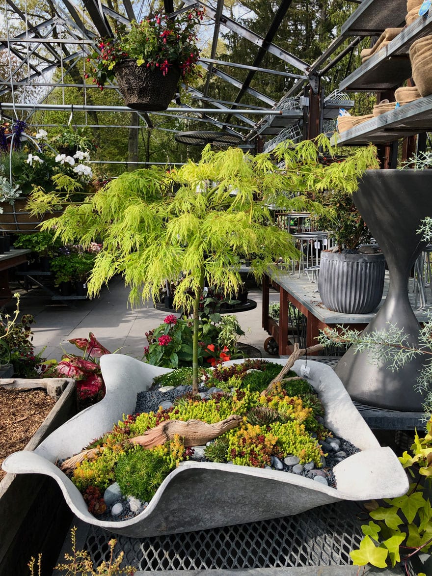 small tree in planter with other plants