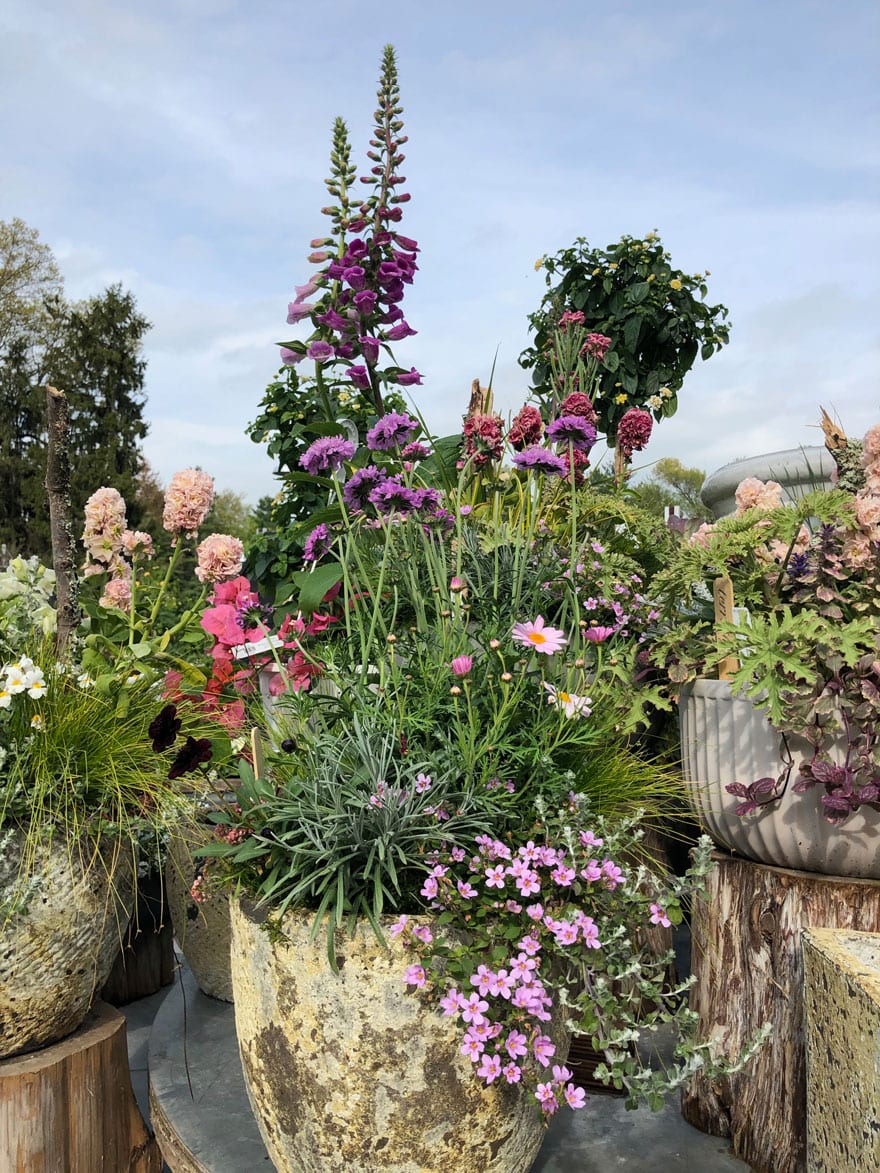 rustic planter with different plants in outdoor nursery setting on sunny day