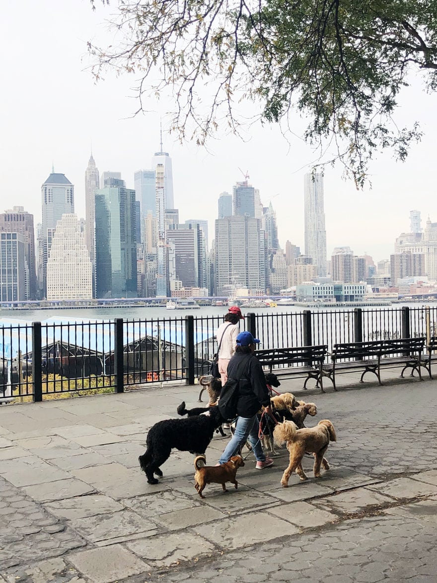 people walking dogs along promenade with NYC views