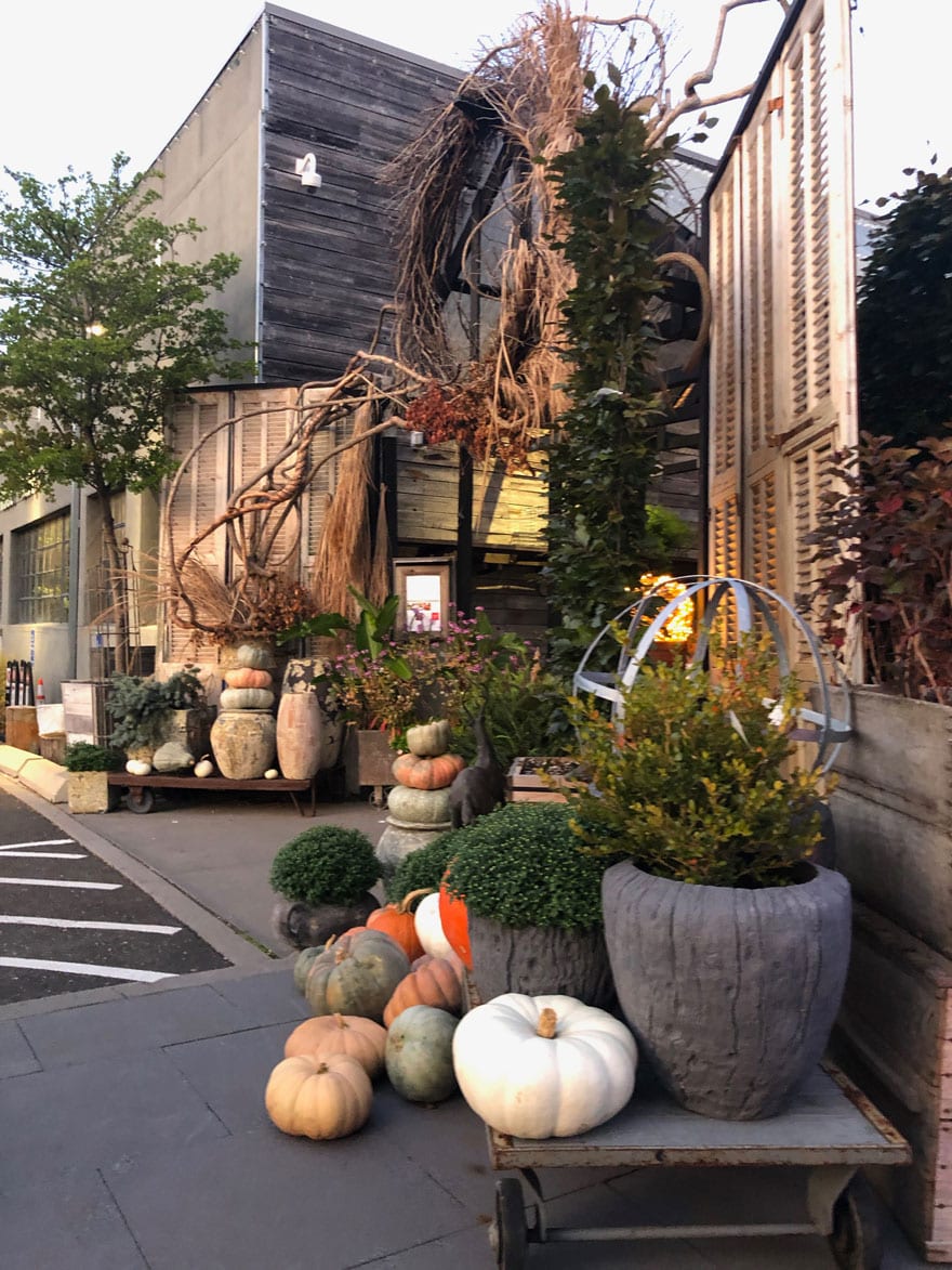 pumpkins at entrance of nursery