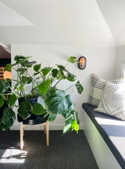 plant in room with window seat with pillows