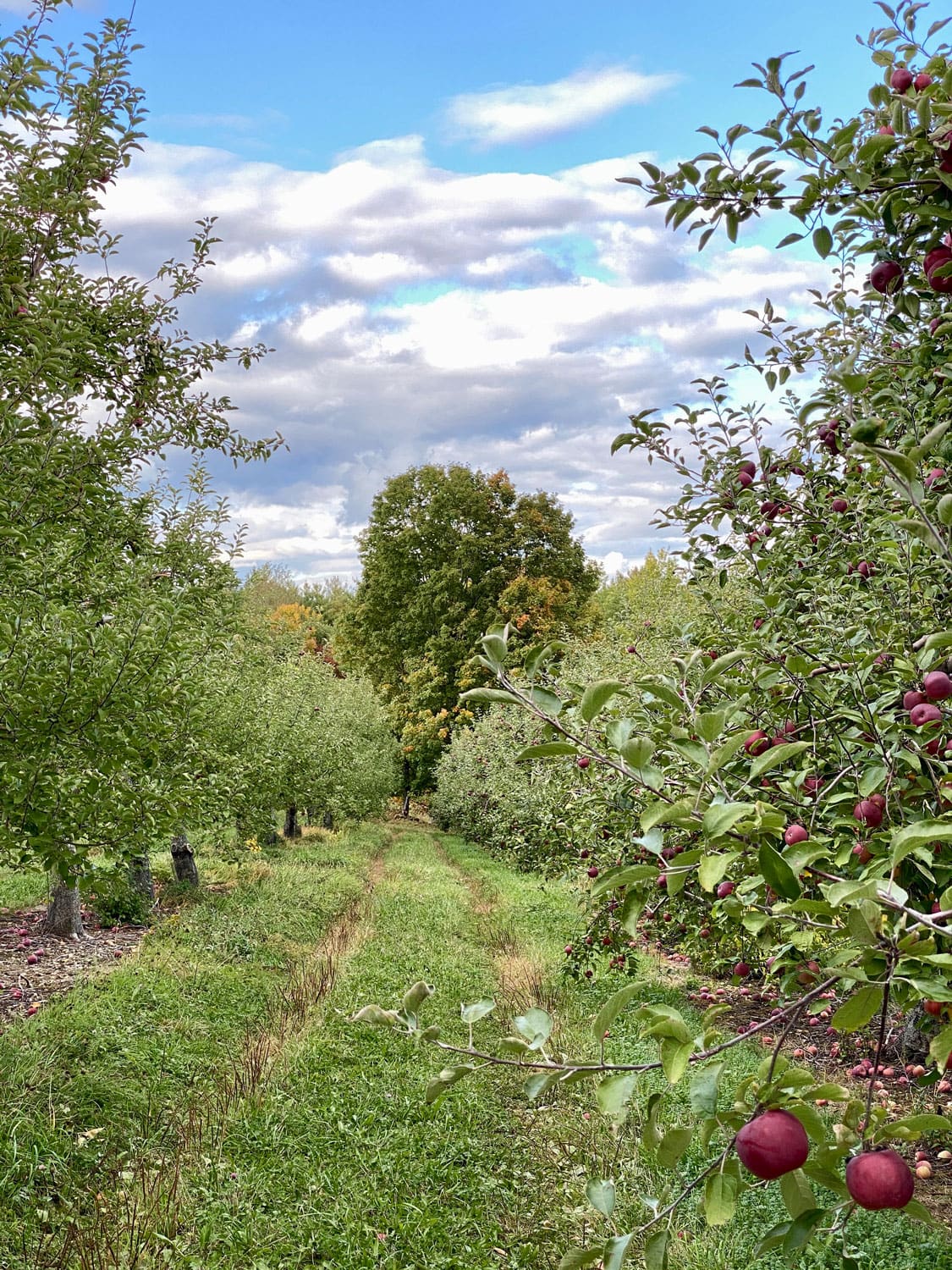 Apple Orchard in Vermont in the Fall