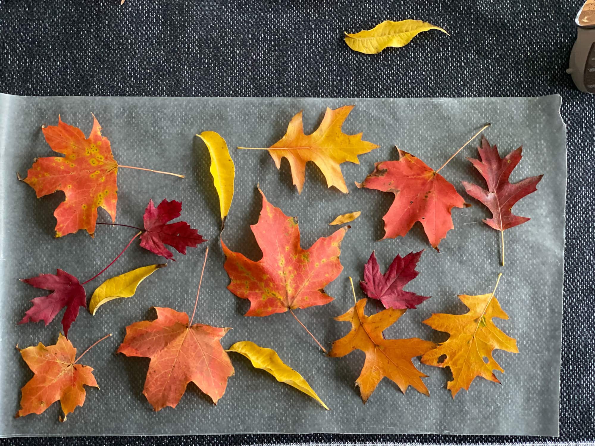 Leaves on wax paper