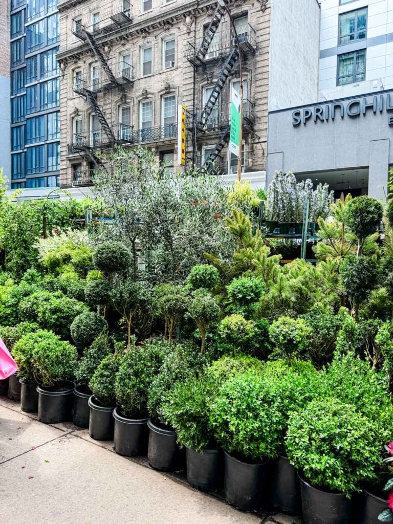 Shrubs line the sidewalk at the New York Flower Market.