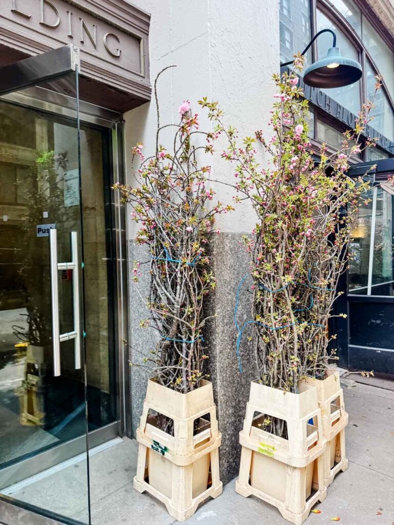 Dried branches on display outside this store in the NYC Flower District.