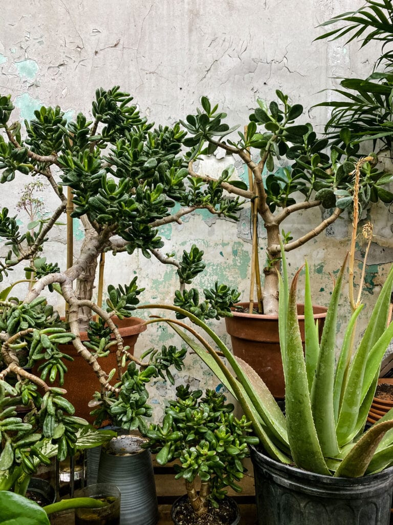 jade plant, snake plant against decaying wall 