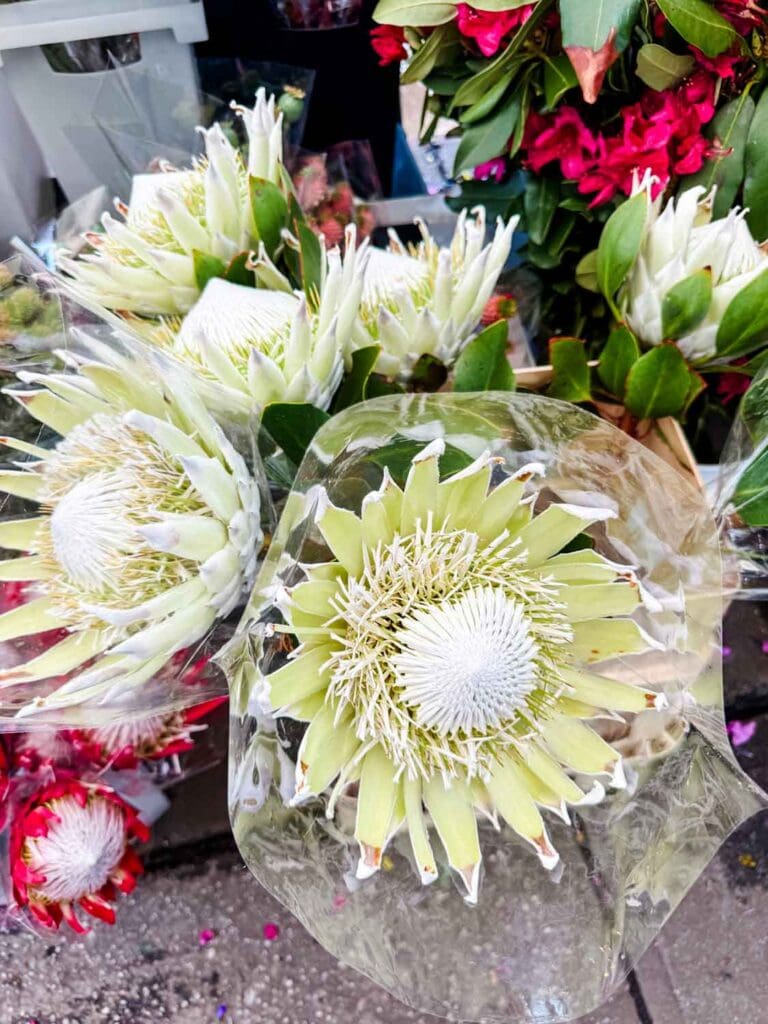 You can also find King Protea flowers wrapped in clear plastic at the NY Flower market.