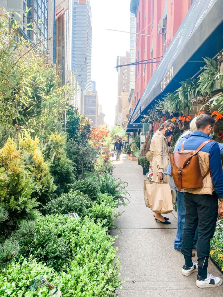 shrubs, trees, plants on street with people looking at plants