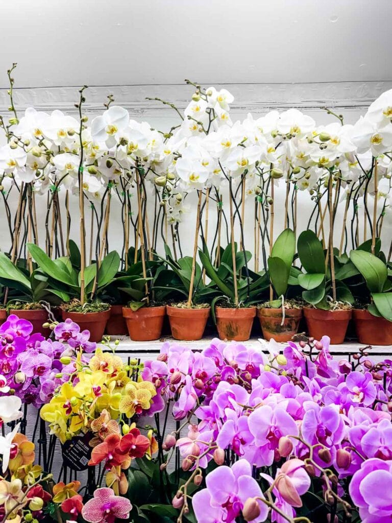 Seasonal orchids can be found at the Flower Market certain times of the year.