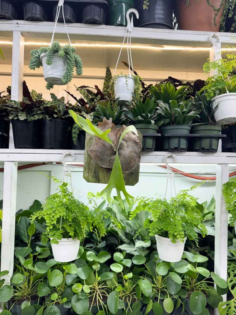 Just about any kind of hanging plant can be found at the NY Flower Market.
