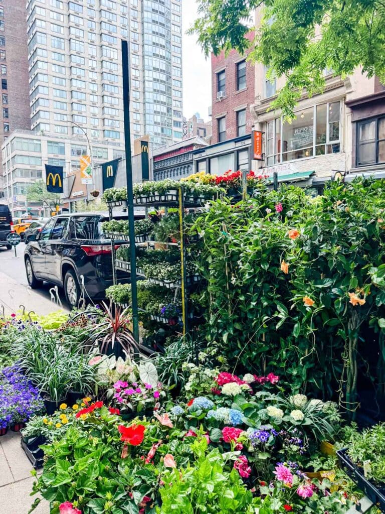 Rows of various plants are one of the first things you see on 28th Street at in the New York Flower District.