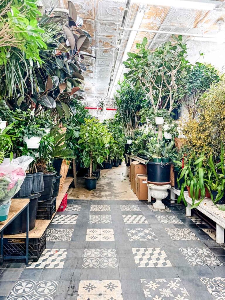 This store in the NY Flower District specializes in large, tall house plants.