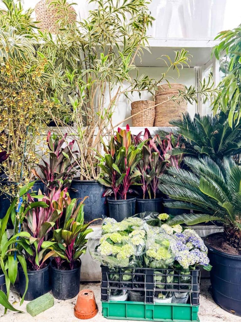 House plants in many different varieties are plentiful at the Flower Market.