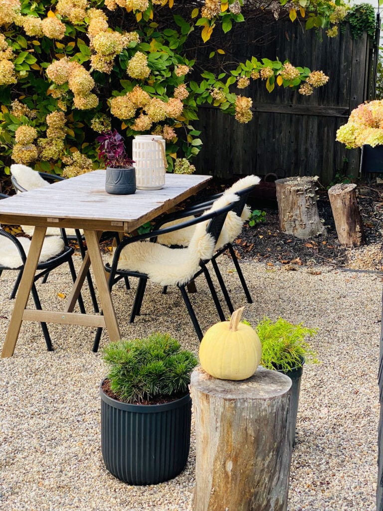 outdoor tables, hydrangea tree in fall, planters with small evergreens