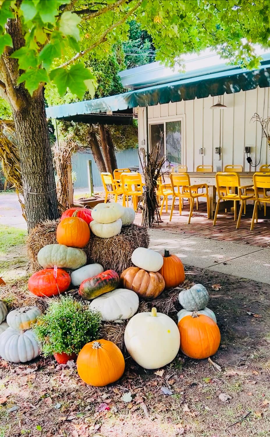 Pumpkins at Farm stand