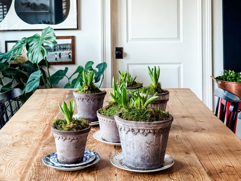 Berg's pottery fill with plants and sitting on vintage saucers and plates.