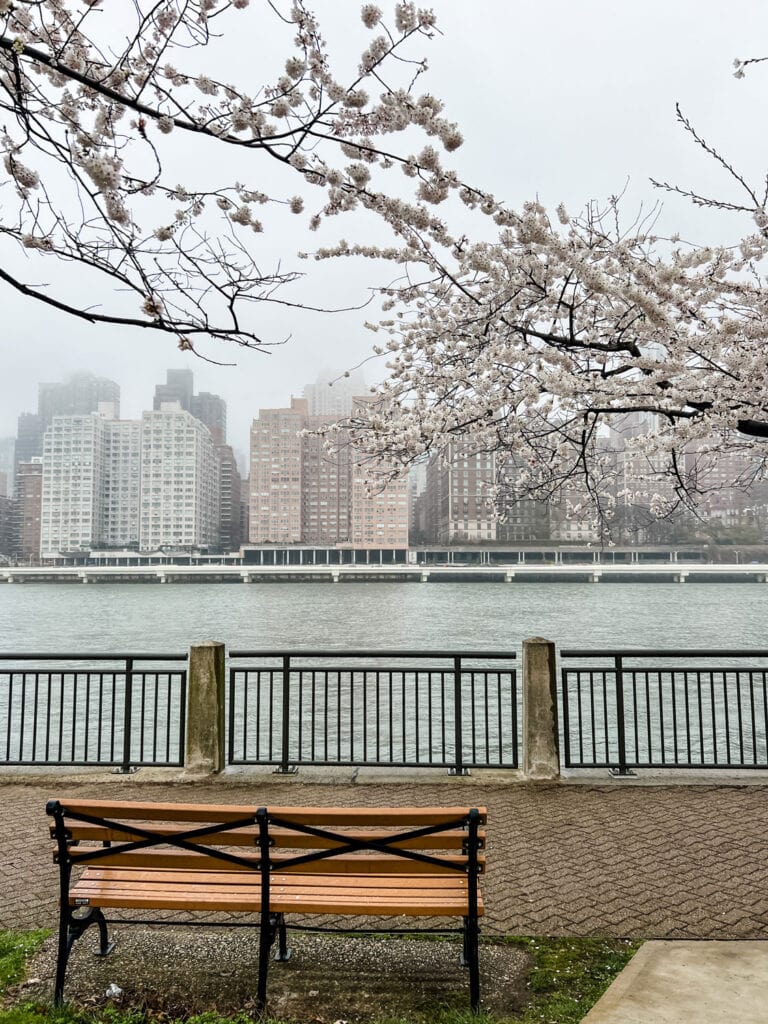 The Manhattan skyline can be seen from the tree-lined waterfront of Roosevelt Island.