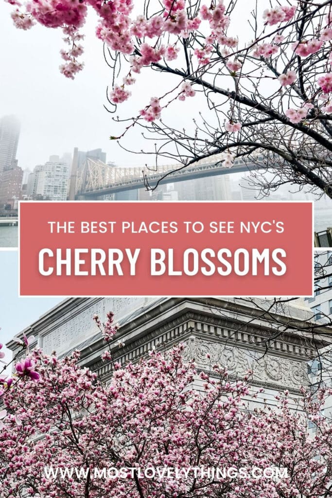 Some of the best places to NYC's cherry blossoms.