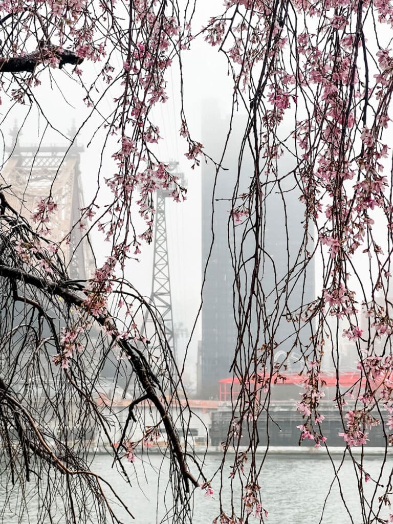 Small cherry blossoms hang in front of the East River with the Manhattan skyline in the background.