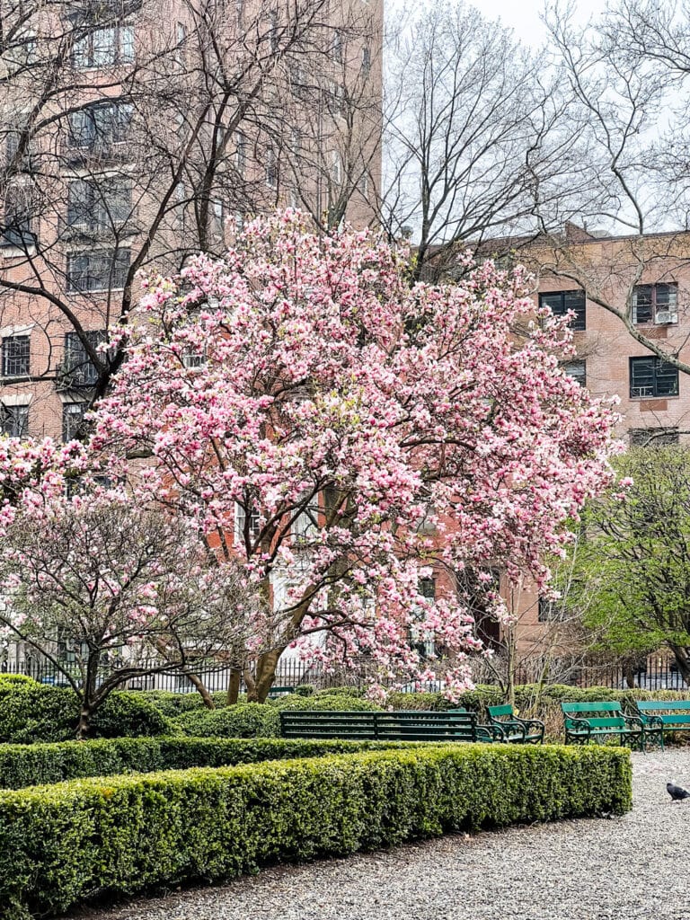 Cherry blossoms along the gravel walking paths in Gramercy Park.