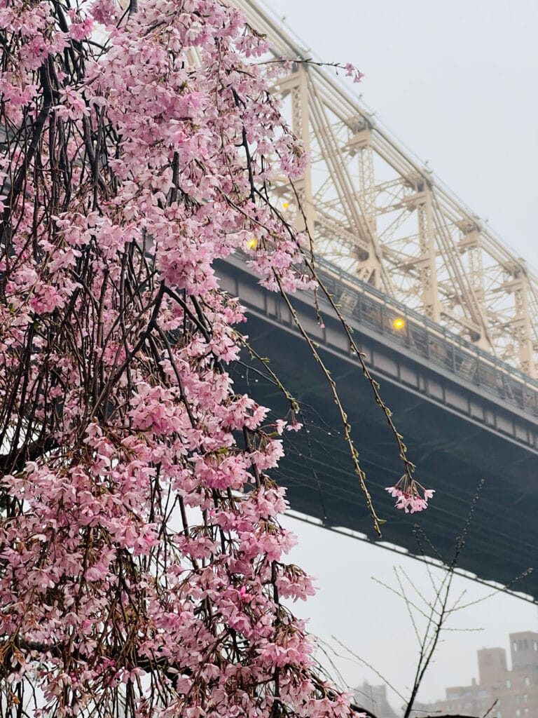 Cherry blossoms are blooming in front of the Queensborough bridge in New York City.
